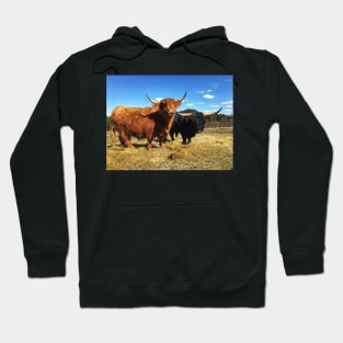 Scottish Highland Cattle Cow and Bull 2370 Hoodie